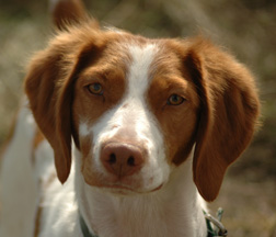 EMMIE
