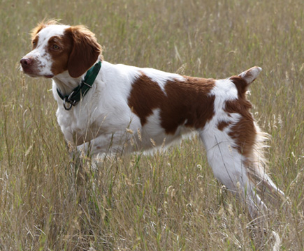 Shadow's Peppermint Twist