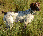 FLYNN