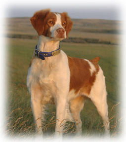 DC/AFC Tequila With A Twist