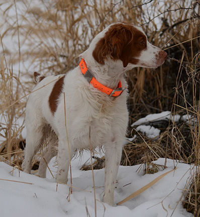 Tequila's Red Corvette