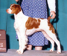 HOLLY