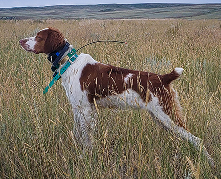 Started Brittany Available - Alar Brittanys